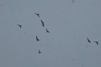 Sneg na božični dan