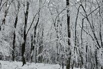 Sneg na božični dan