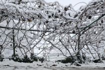 Sneg na božični dan