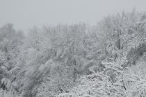 Sneg na božični dan