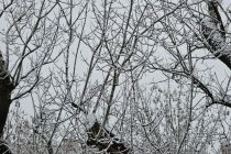 Sneg na božični dan