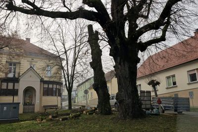 Podiranje dreves v Ljutomeru