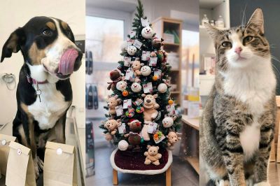 Okrašena je izključno z igračkami, priboljški in drugimi dobrotami za vaše hišne ljubljenčke