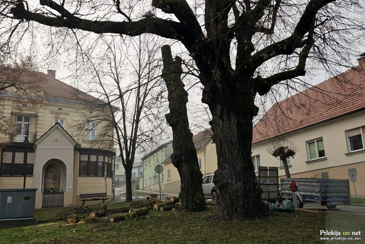 Podiranje dreves v Ljutomeru Podiranje dreves v Ljutomeru