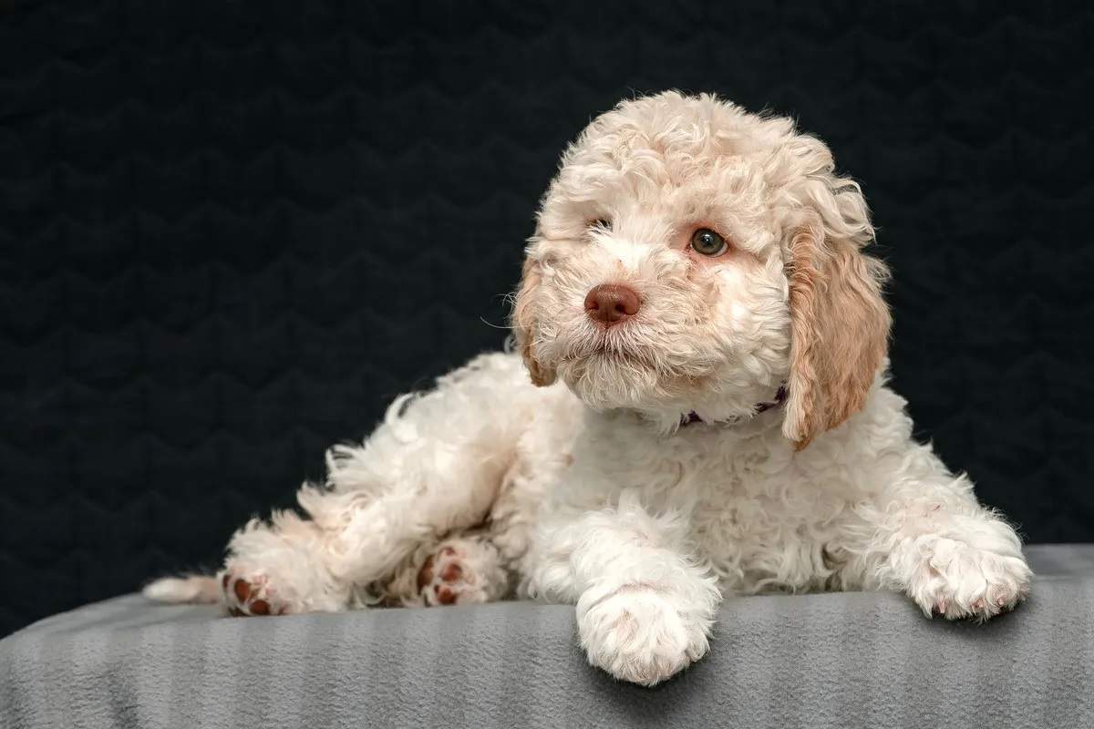 Lagotto Romagnolo