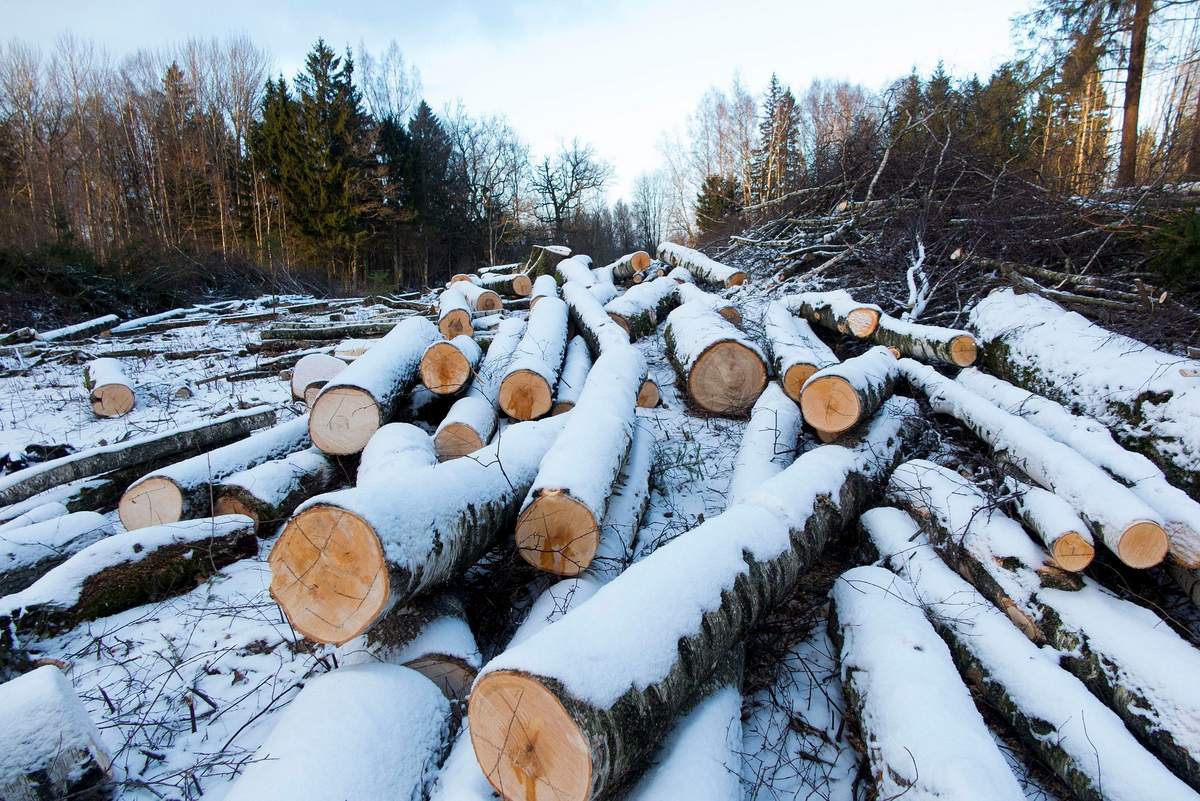 Nesreča se je zgodila pri podiranju drevja