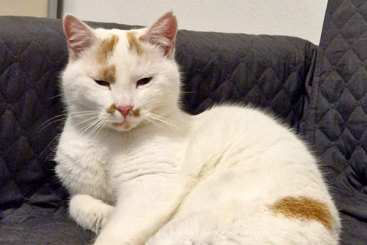 Najden maček Najden maček