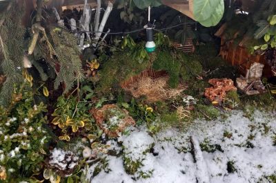 Nekdo je odnesel jaslice