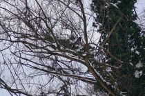 Sobotno zimsko jutro