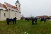 Štefanov blagoslov konj v Veržeju