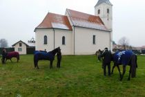 Štefanov blagoslov konj v Veržeju