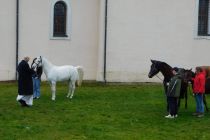 Štefanov blagoslov konj v Veržeju