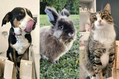 Poteka akcija sterilizacij in kastracij