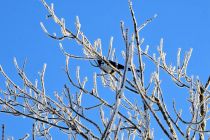 Zimska idila v Prlekiji