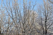 Zimska idila v Prlekiji