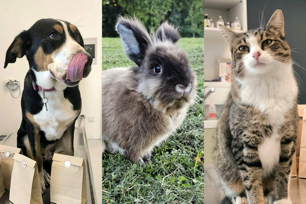 Poteka akcija sterilizacij in kastracij Poteka akcija sterilizacij in kastracij