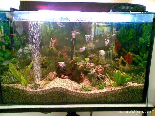 Akvarij