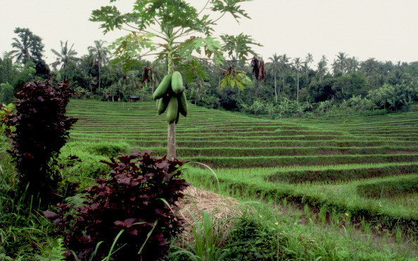 BALI JUTRO SVETA