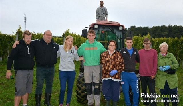 Trgatev pri Kolaričevih Trgatev pri Kolaričevih