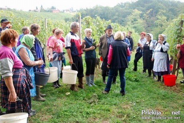 Brotva na Kogu