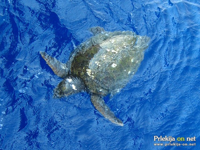 Caretta-Caretta