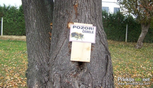 Čebelji panj v lipi Čebelji panj v lipi