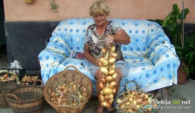 Pletenje čebule v vence Pletenje čebule v vence