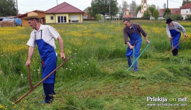 Košnja FS DU Križevci pri Ljutomeru