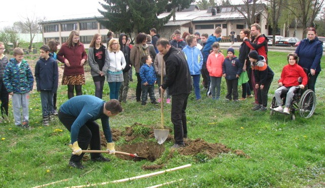 Sajenje dreves na OŠ Cvetka Golarja Ljutomer