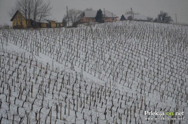 Zasneženi vinogradi Zasneženi vinogradi