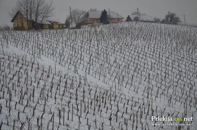 Zasneženi vinogradi