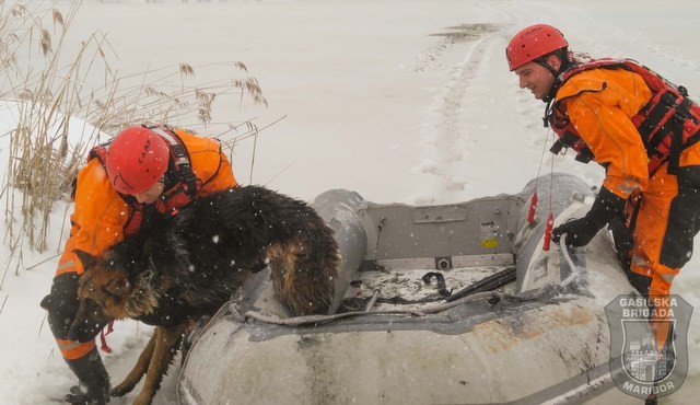 Reševanje psičke iz ledene vode