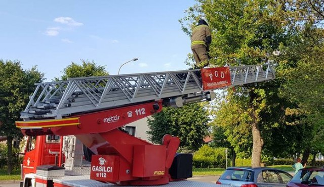 Gasilci z drevesa reševali mucka