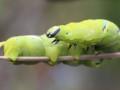 Gosenica smrtoglavca (Acherontia atropos)