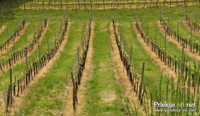 Sezonska dela v kmetijstvu so priložnost za dodatni zaslužek in pridobivanje delovnih izkušenj