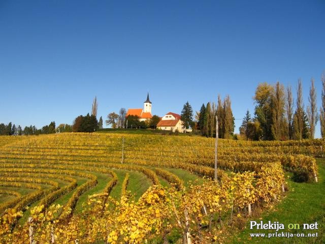 »Novi zakon bo vinogradnike izjemno oškodoval!«