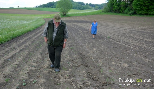 Divje svinje so »preorale« njivo s krompirjem in koruzo