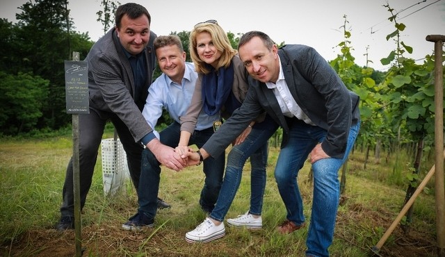 Zasaditev cepiča potomke Stare trte Zasaditev cepiča potomke Stare trte