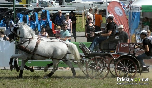 Lipicanci na sejmu AGRA Lipicanci na sejmu AGRA