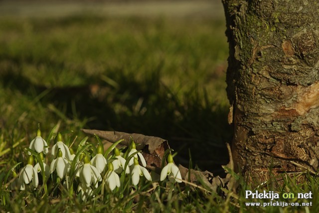 Narava se prebuja, foto: Anastazij Rudolf