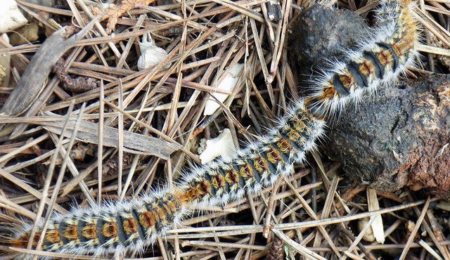 Gosenica sprevodnega prelca Gosenica sprevodnega prelca
