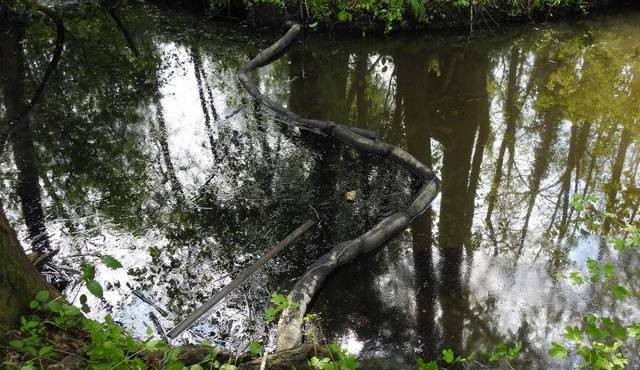 Onesnaženje Gibinskega potoka Onesnaženje Gibinskega potoka