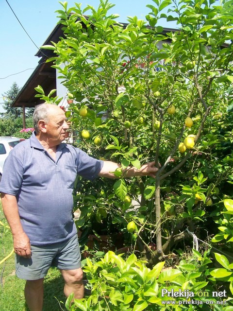 Ludvik Brunec iz Veržeja ponosen na 40 let staro drevo limone