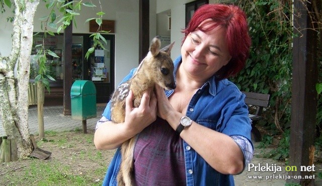 Za srnico Ferlino skrbi veterinarka Smiljana Vaupot Nabergoj