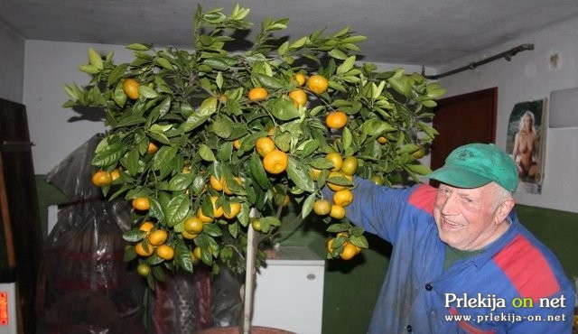 Mandarina Ivana Križeta Mandarina Ivana Križeta
