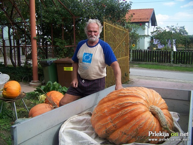 Marjan Topolnik ob buči velikanki Marjan Topolnik ob buči velikanki