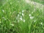 Bele poljane narcis v okolici Veržeja