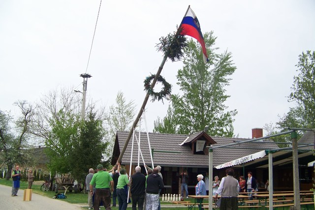 Na Cvenu postavili majsko drevo