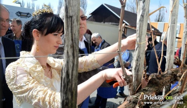 Rez je opravila tudi aktualna Vinska kraljica Slovenije Sandra Vučko Rez je opravila tudi aktualna Vinska kraljica Slovenije Sandra Vučko