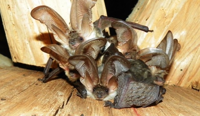 Usnjebradi uhati netopirji na cerkvenem podstrešju, foto: Jasmina Kotnik